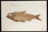 Fossil Fish (Knightia) - Wyoming #136794-1